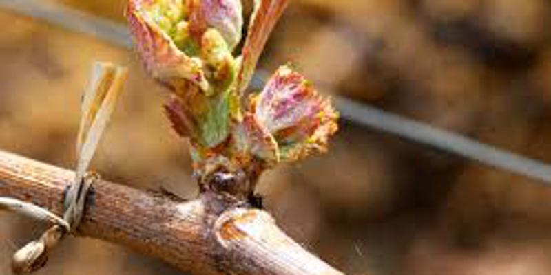 Springtime heralds 'budburst'