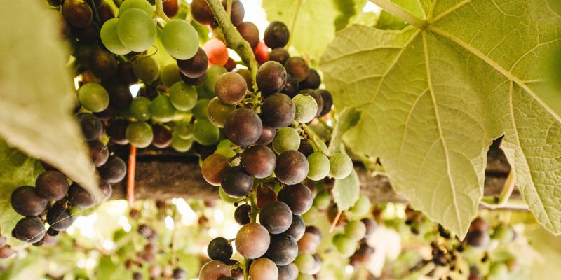 'Veraison' and berry ripening