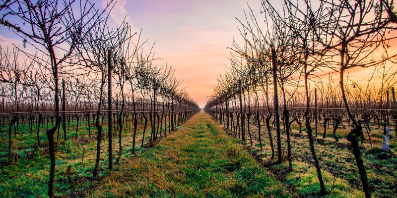 Winter pruning